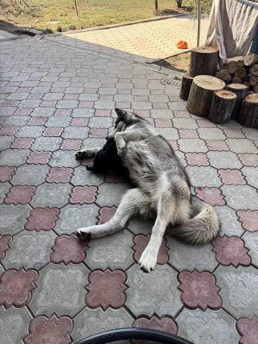 Маламут для вязки