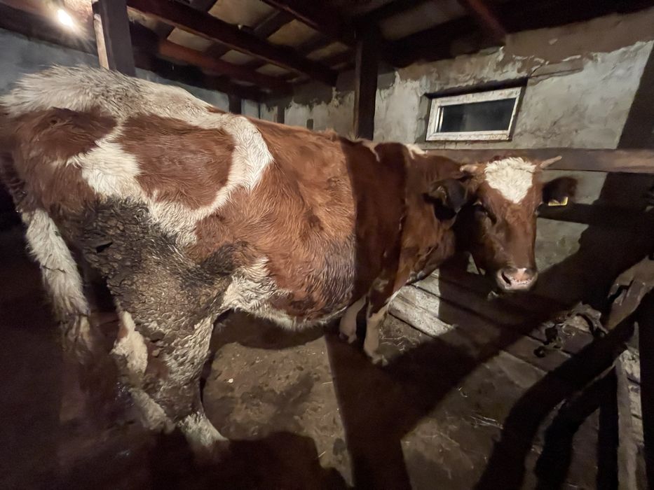 Продается корова