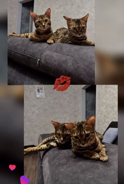 Бенгальская кошка