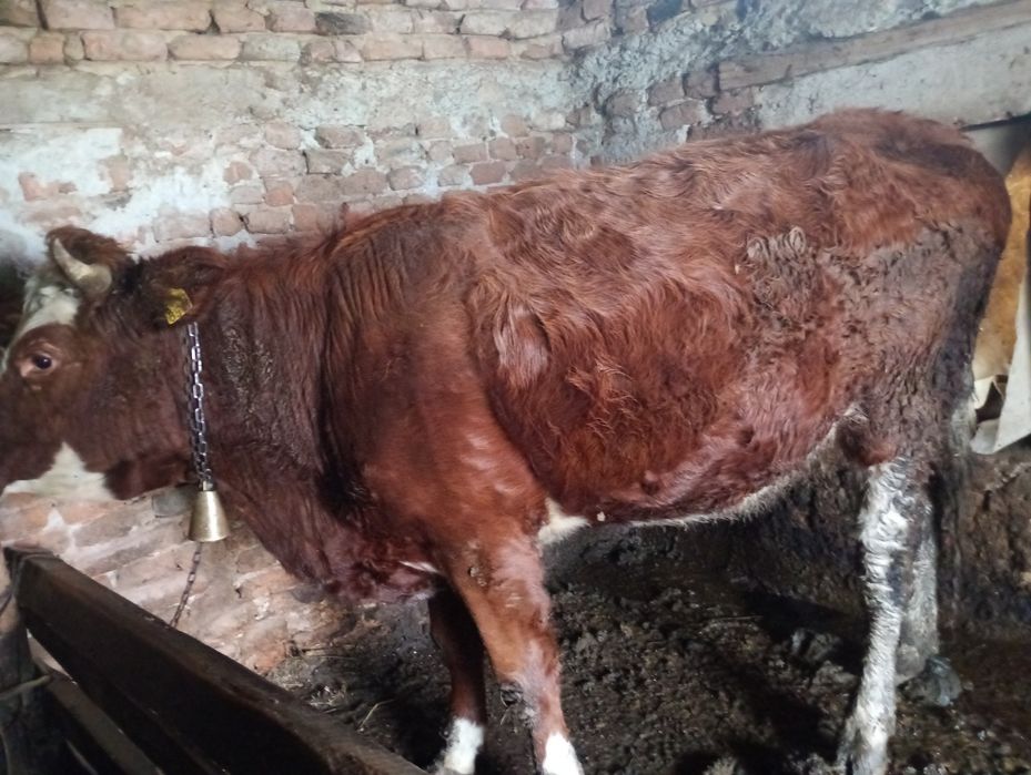 Vacă de vânzare 1 an