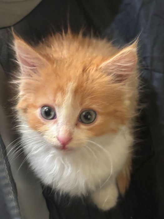 Маленький котенок