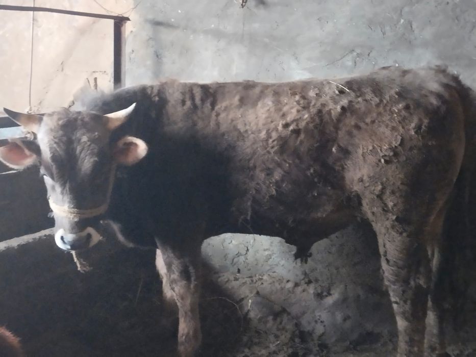 Бұқа сатылады-прдам