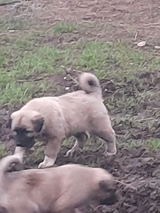 Căței de donat foarte frumoși