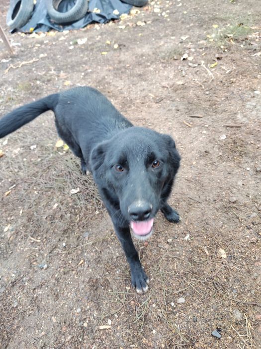 Бесплатно в добрые ручки !!