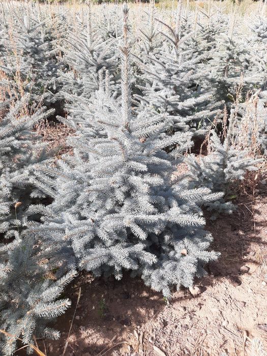 Голубая ель кўчалари оптим нархларда сотилади