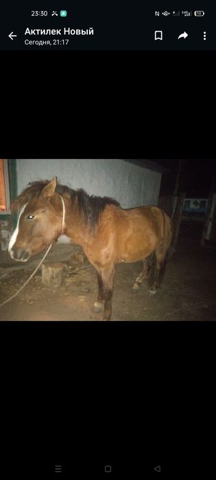 Продам лошадь 4 года