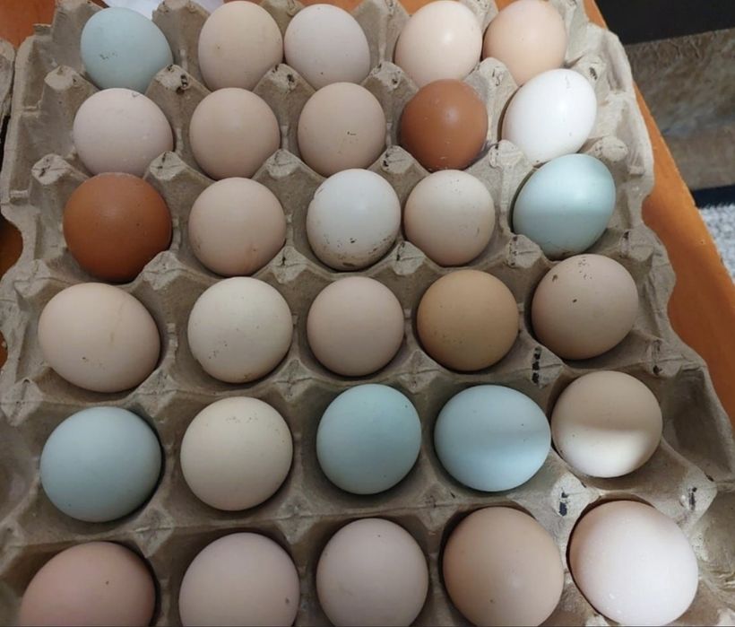 Яйца домашние свежие