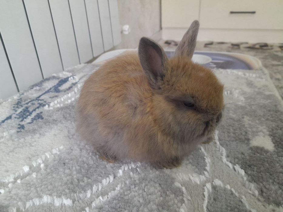 Quyon bolasi karlik 1 oyli