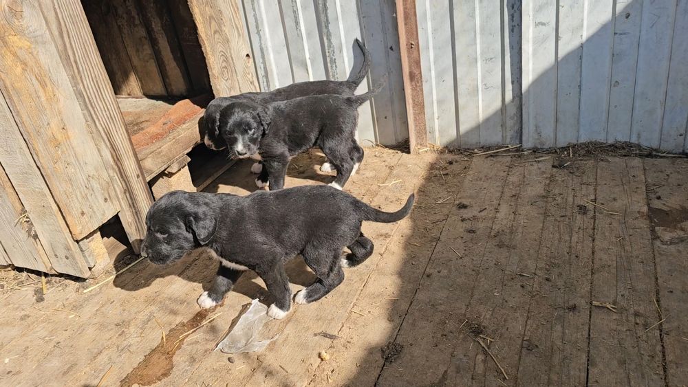 Продам щенки киргизский тайгана