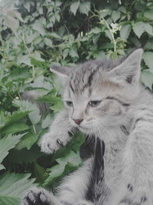 Котята мальчики очень ищут дом