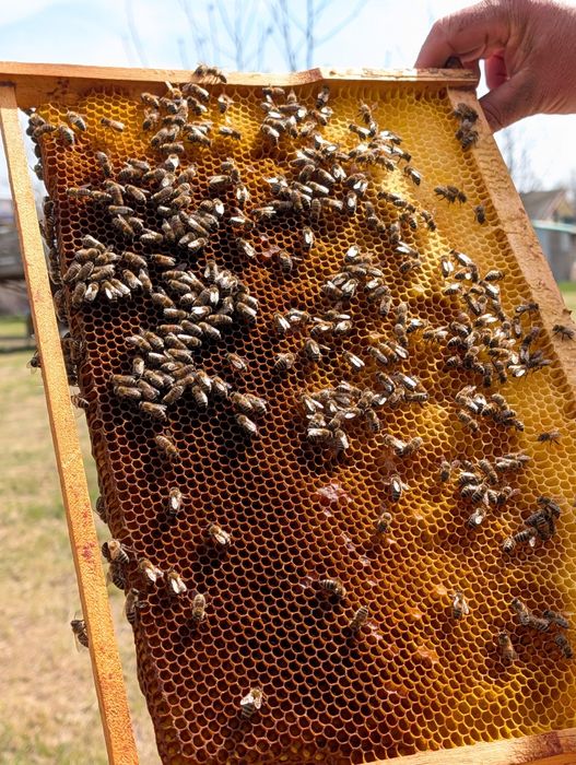 Vând 20 stupi de albine