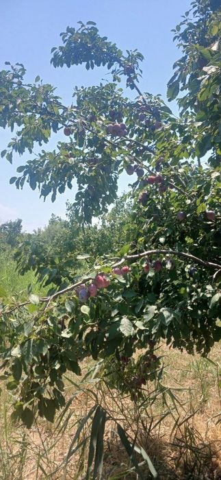 olxoʻri sotiladi, quritishga ham zoʻr. toshkent shaxridan 5 km uzoqlik