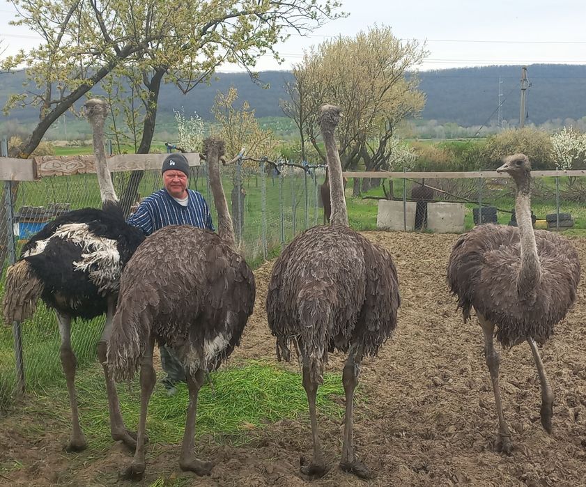 Vând familie struți