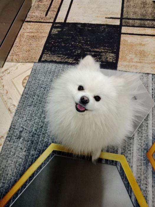 Продам немецкого шпица