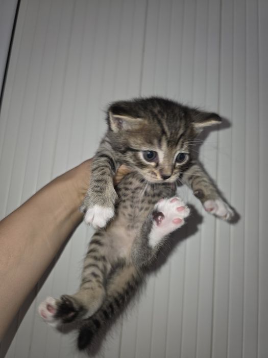 Продам 5 котят  полу вислоухии