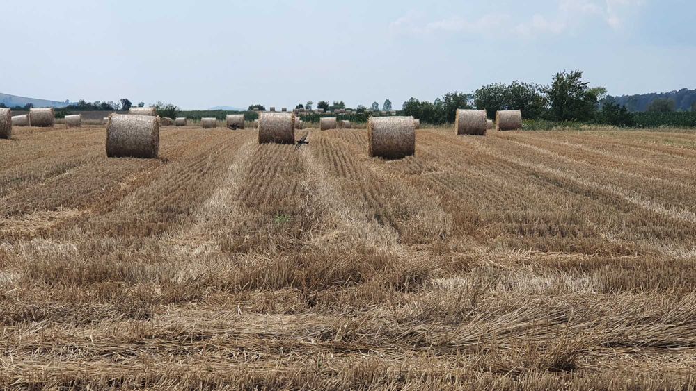 Baloti rotunzi , paie de orz,ovaz,grau  - calitatea I !