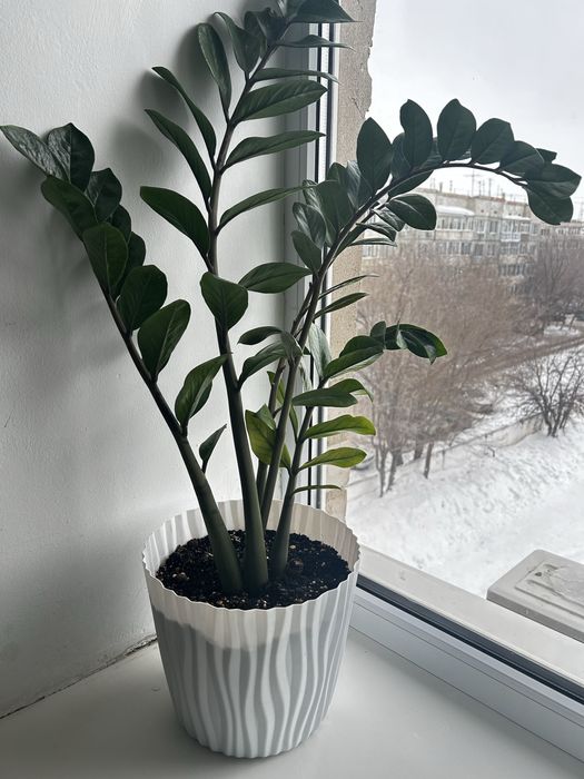 Комнатные цветы