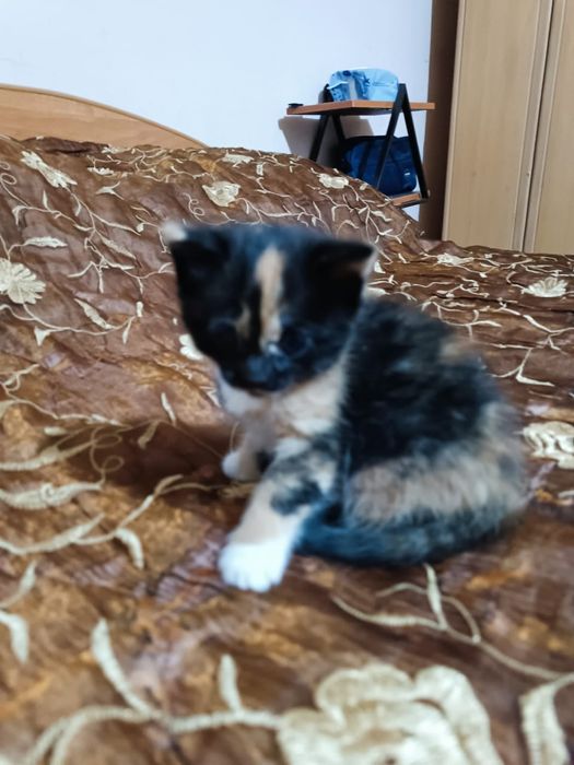 Котята трехцветные кошечки