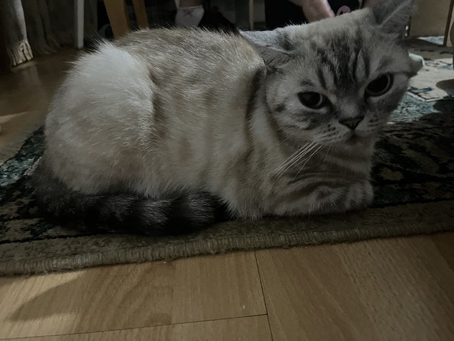 отдам британского котенка