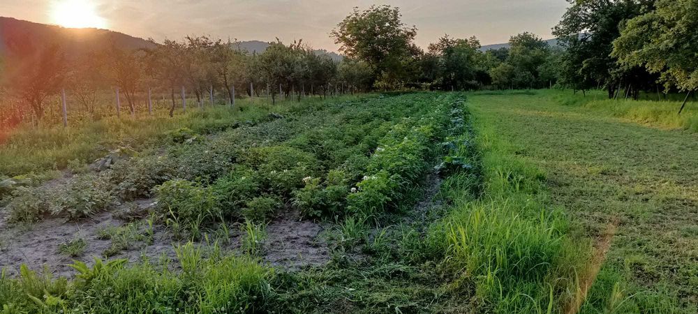 Casă de vânzare la țară – Căprioara, comuna Săvârșin, județul Arad