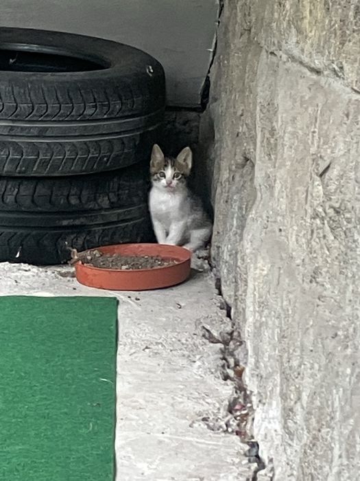 ПОДАРЯВАМ 3 мъжки котета