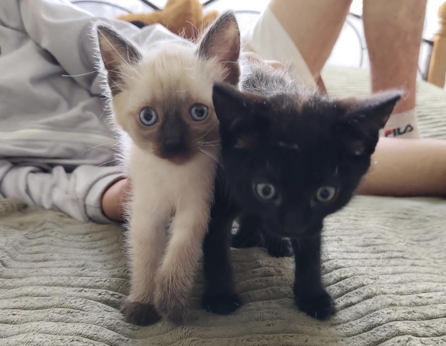 Отдам котят бесплатно