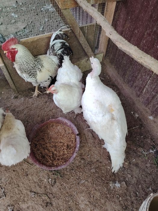 Продам семейку Индюков