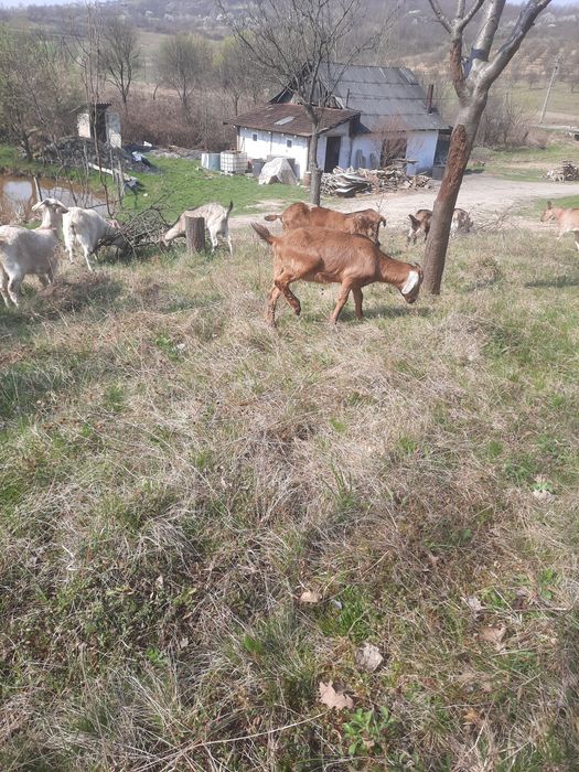 vând ieadă anglunubiana de 7 luni