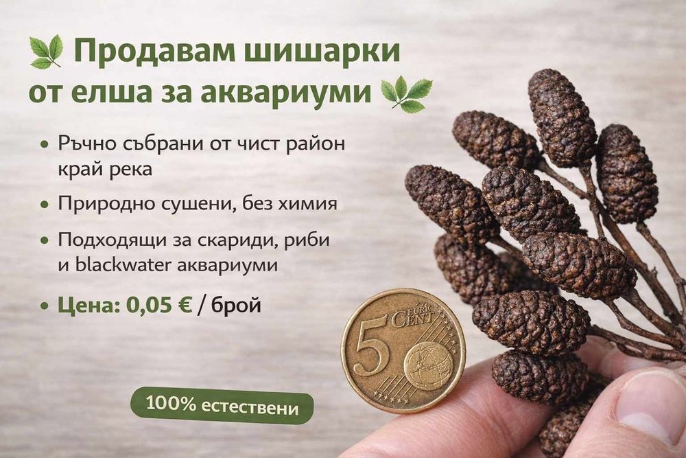 Продавам шишарки от елша за аквариум