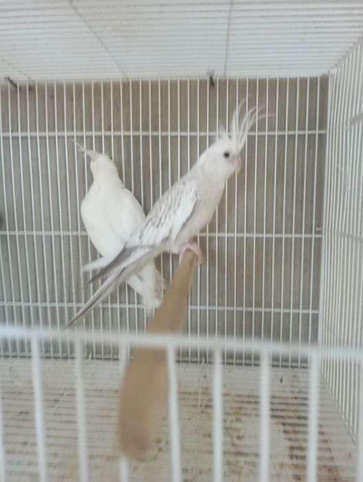 Сотилади карелла дубайский