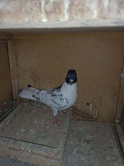 Продается иранец голубка кокбас