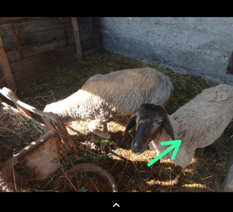 Баран бараны бар