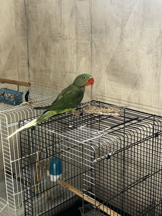 Александрийский Попугай