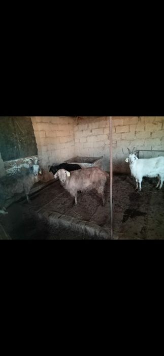 Семіз ешкілер сатылады