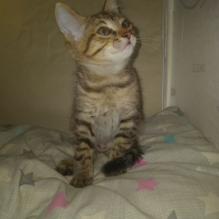 Отдам котят в добрые руки