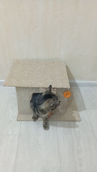 Домик для котёнка
