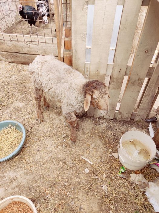 Қой/қозы/лақ/теке/қошқар