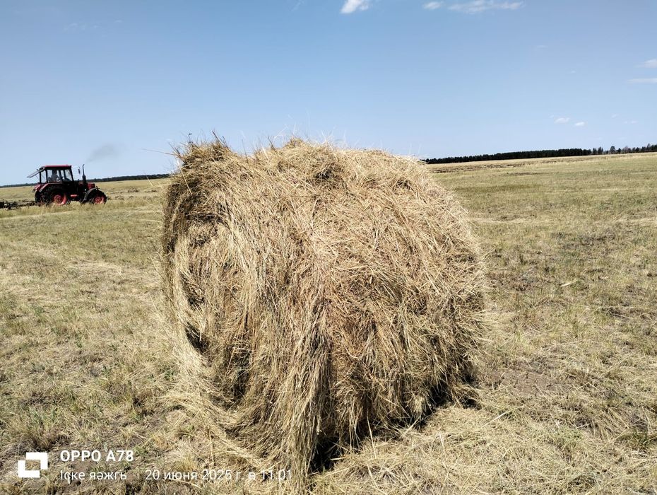 Продам Сено тюковое