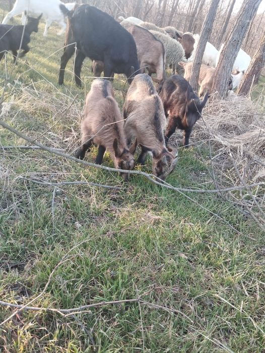 Iedute Sannen,alpine si metis