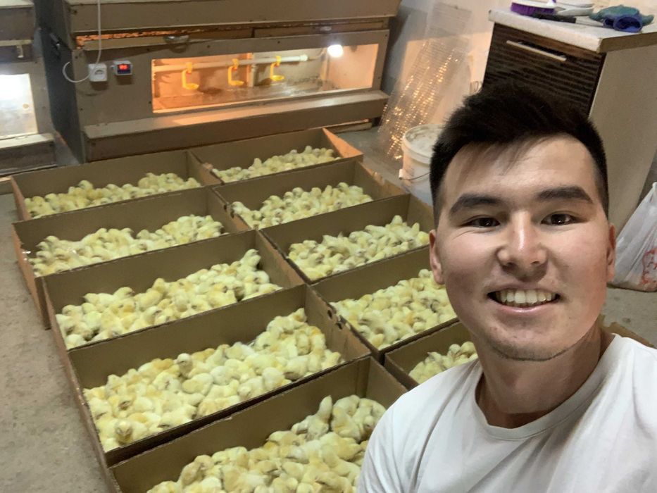 Суточные бройлеры / Цыплята / Бройлер балапандары / Росс-308 /