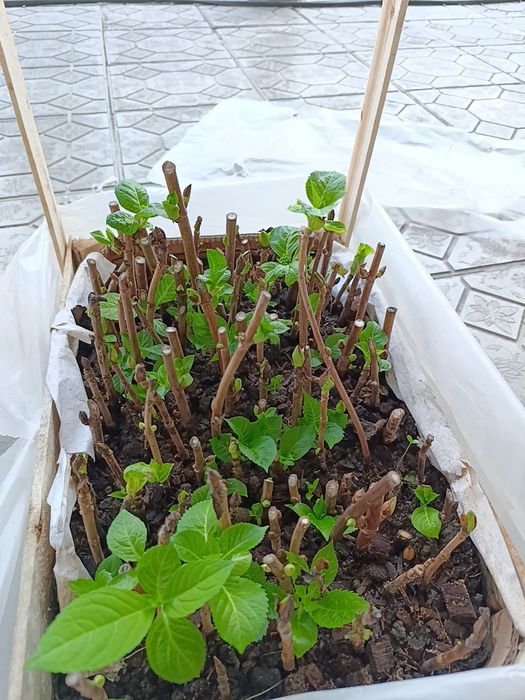 Крупнолистная Гортензия