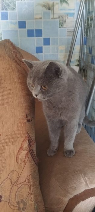 Продам двух кошек