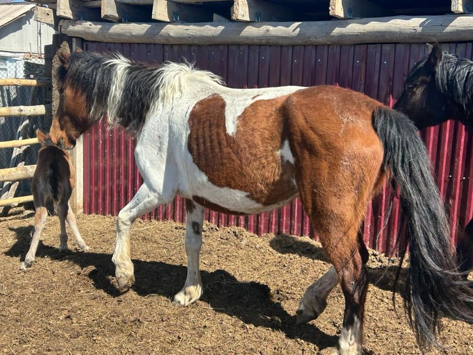 Кулынды бие, кобыла, буаз бие