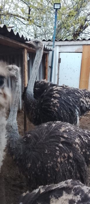 Страус Түйеқұс бағасы 350 мың