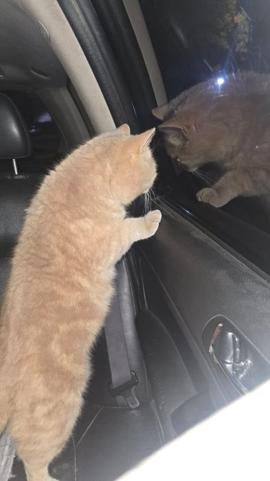 Отдам  КОТА,  в хорошие руки.