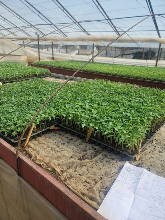 Rasaduri legume( Roșii Ardei Vinete Castraveți )