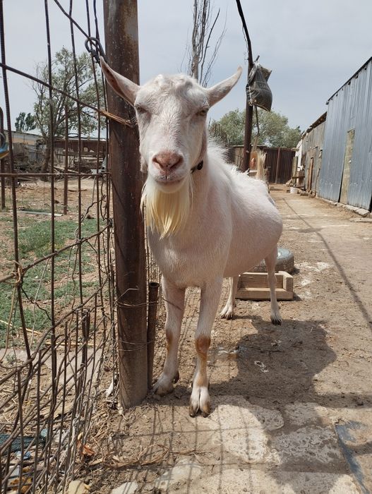 Голландский Занен