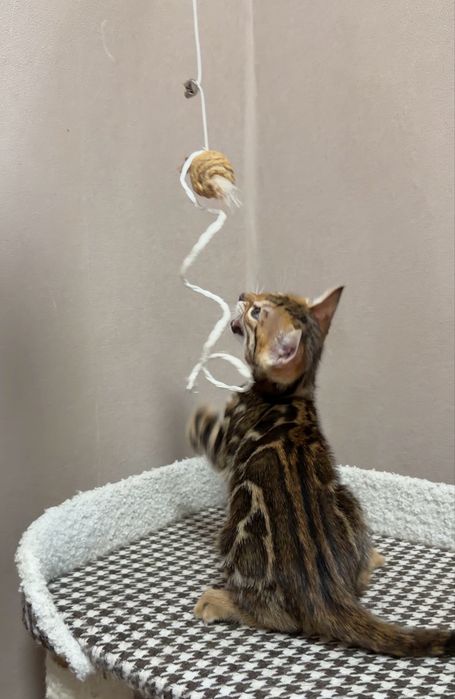 Бенгальские котята
