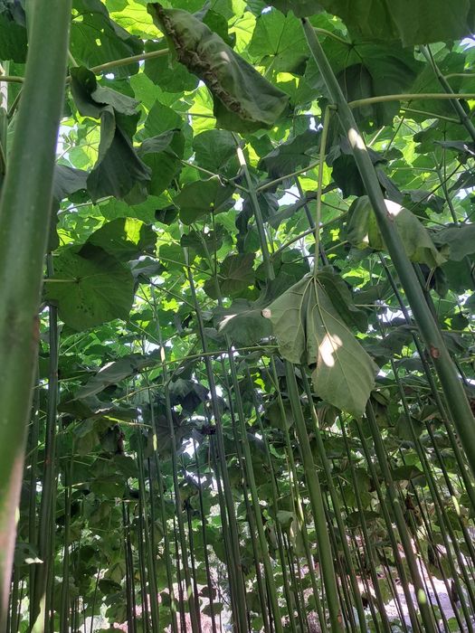 Pavloniya kochatlarimiz sotiladi, arzon narxlarda 24/7 aloqadamiz