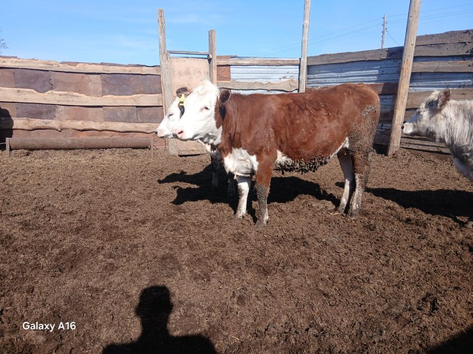 Продам 17 бычков и 3 телочки